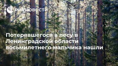 Потерявшегося в лесу в Ленинградской области восьмилетнего мальчика нашли