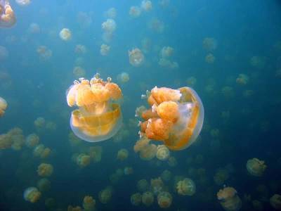 Ученые выяснили, зачем морские хищники едят медуз - Cursorinfo: главные новости Израиля