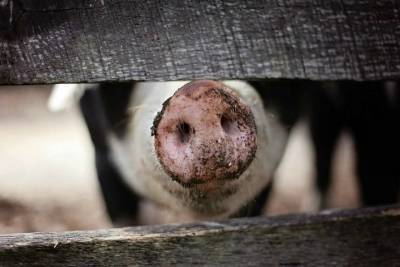 Африканская чума свиней обнаружена в Забайкалье - tayga.info - Забайкальский край