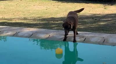 Собака уронила мяч в бассейн, но не намерена промокать ради него - видео