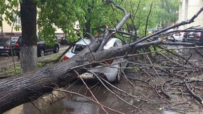 В Москве ветер повалил больше 60 деревьев