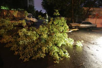 В Москве упавшие деревья повредили 35 автомобилей