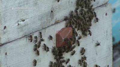В Башкирии пчеловоды готовятся к качке липового меда