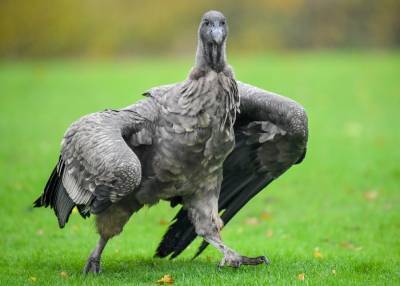 Ученые рассказали о птице, способной пролететь более 150 км без взмаха крыльями