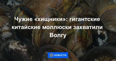 Чужие «хищники»: гигантские китайские моллюски захватили Волгу
