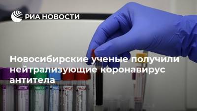 Новосибирские ученые получили нейтрализующие коронавирус антитела