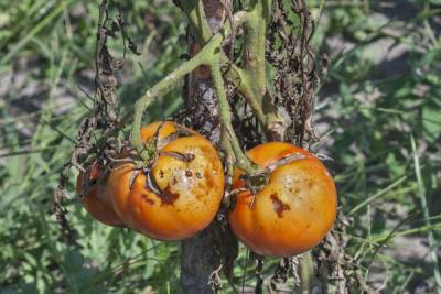 Фитофтороз на картофеле и помидорах: народные методы борьбы