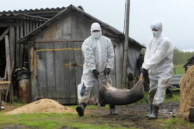 В России зафиксирован вирус африканской чумы свиней