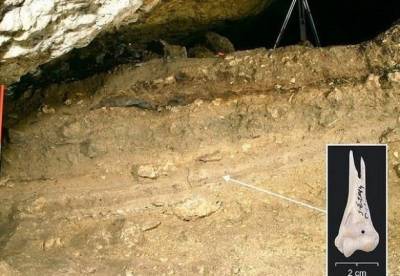 Археологи нашли останки кошки, жившей 6 тысяч лет назад - facenews.ua - Польша