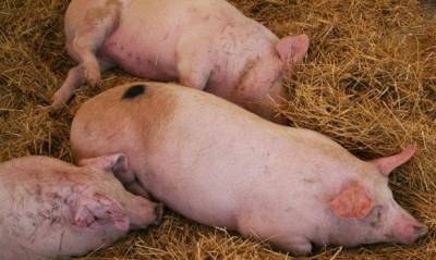 В Забайкальском крае зафиксировали вирус африканской чумы свиней