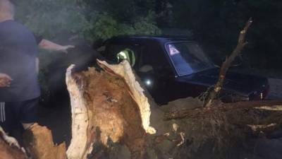 Во Владимирской области ураган повалил почти 100 деревьев