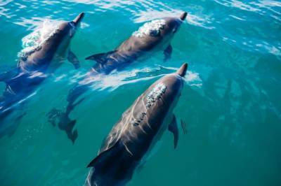 В Крыму на побережьях обнаружили мертвых детенышей дельфинов
