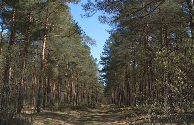 Ограничения на посещение лесов действуют в некоторых районах Гомельской области