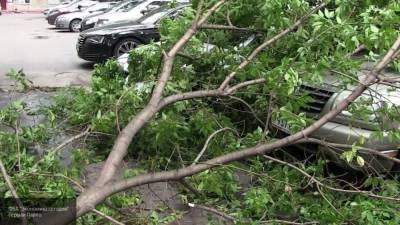 Ураганный ветер во Владимирской области повалил 90 деревьев