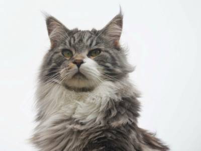 В Тюмени спасли кота, которого хозяева бросили запертым на балконе без еды и воды