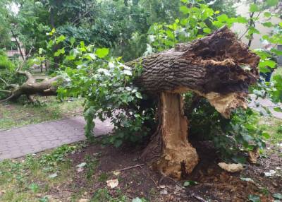 Сильный ветер повалил дерево во дворе воронежской школы