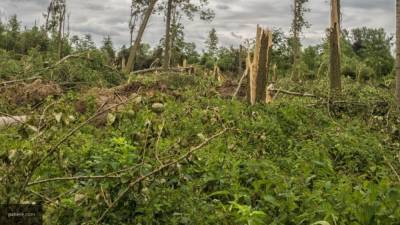 Ураганный ветер повалил более 90 деревьев и повредил 19 машин под Владимиром
