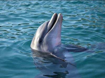 У берегов Крыма волонтеры находят дельфинов с ножевыми порезами