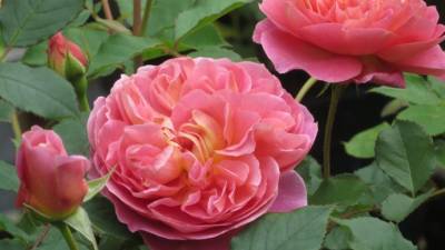 В «Аптекарском огороде» устроят выставку 150 сортов роз