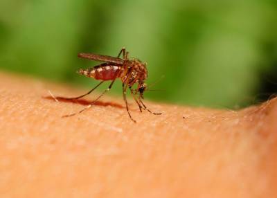 Ученые научились превращать самок комаров в некусающих самцов