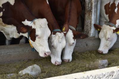 Подмосковные сельхозпроизводители продолжают заготовку кормов для скота на зиму