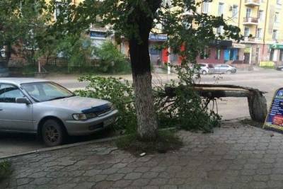 Дерево упало рядом с машиной в центре Читы