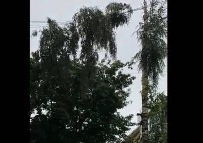 Видео: в рязанском дворе дерево висит на проводах