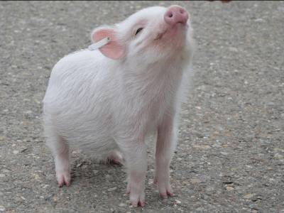 Соединением с живыми свиньями удалось восстановить пораженные человеческие легкие - live24.ru - США - Колумбия