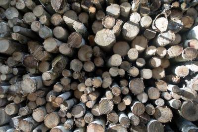 Как заготовить дрова в Курганской области и не нарушить закон?