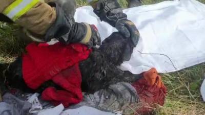 Пожарные вытащили собаку из-под завалов на Краснопутиловской