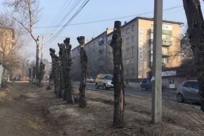 Общественница засомневалось правом Сапожникова руководить Читой из-за обрезки деревьев