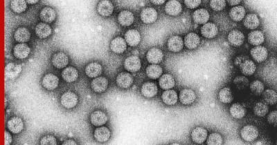 В России обнаружено свыше 100 штаммов коронавируса