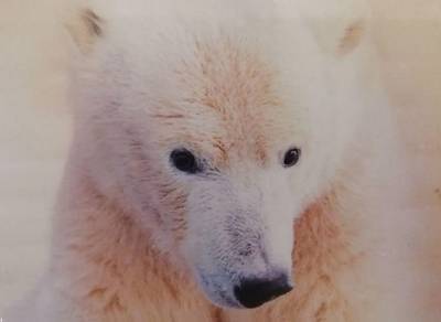 Сотрудник ФБК рассказал о службе на Новой Земле: «Живу в бочке, рядом бродит белый медведь»