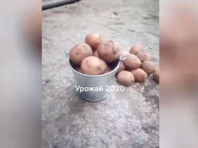 Мужчина похвастался «фантастическим» урожаем картошки