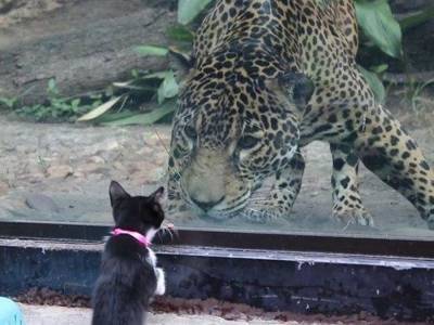 Встреча кошки с леопардом оказалась очень занимательной
