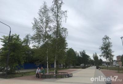 «Здоровые деревья оставят»: Александр Дрозденко – о благоустройстве пешеходной аллеи в Никольском