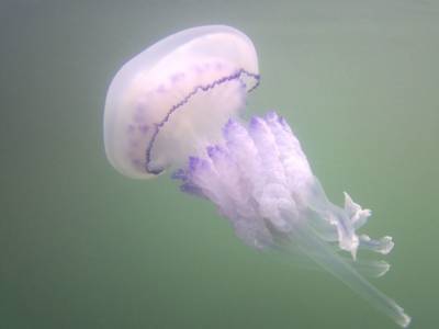 Популярный азовский курорт захватили медузы