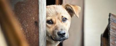В Псковской области обнаружена опасная для собак болезнь