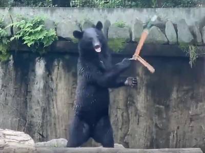 Медведь с нунчаками восхитил посетителей зоопарка