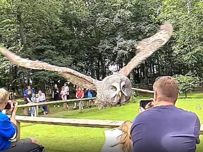 Красочный полет совы над головами туристов попал на видео и покорил Сеть