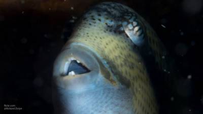 Пользователи Twitter пришли в ужас, когда увидели фото рыбы с человеческими губами