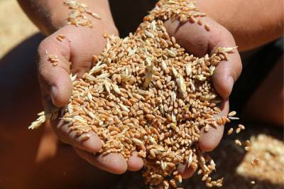 В Северной Осетии урожай пшеницы вдвое превысил прошлогодний