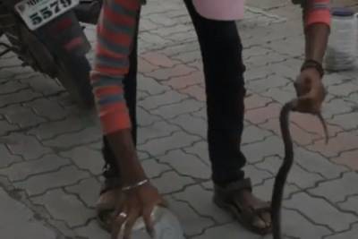 В Индии обиженный покупатель подбросил опасных змей на автозаправку