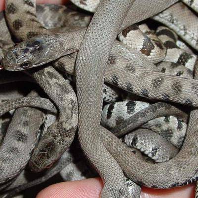 В индийском городе Булдхана покупатель подбросил на заправку змей