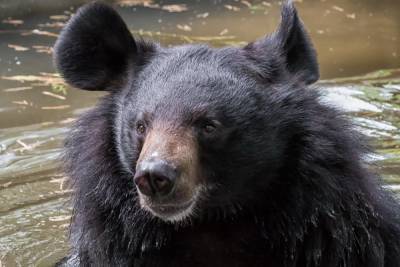 Новосибирский зоопарк решает квартирный вопрос гималайских медведей