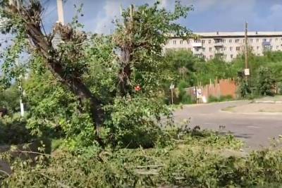 Мэрия Читы пообещала наказать энергетиков за плохую обрезку деревьев в центре