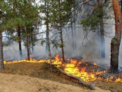 Миасские пожарные пять раз за день тушили лес возле озера Тургояк