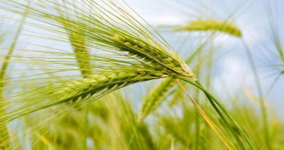 Синоптики: урожай зерновых будет весомее прошлогоднего