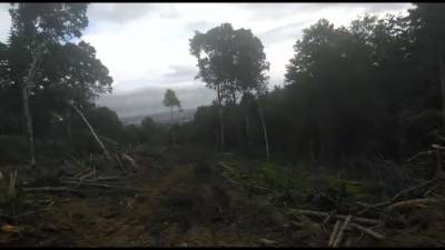 Администрация Южно-Сахалинска приостановила работы в лесу около горы Парковой