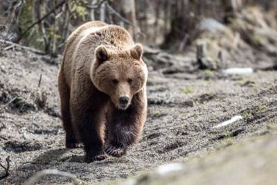 Медведь разгуливает по улицам чукотского Анадыря